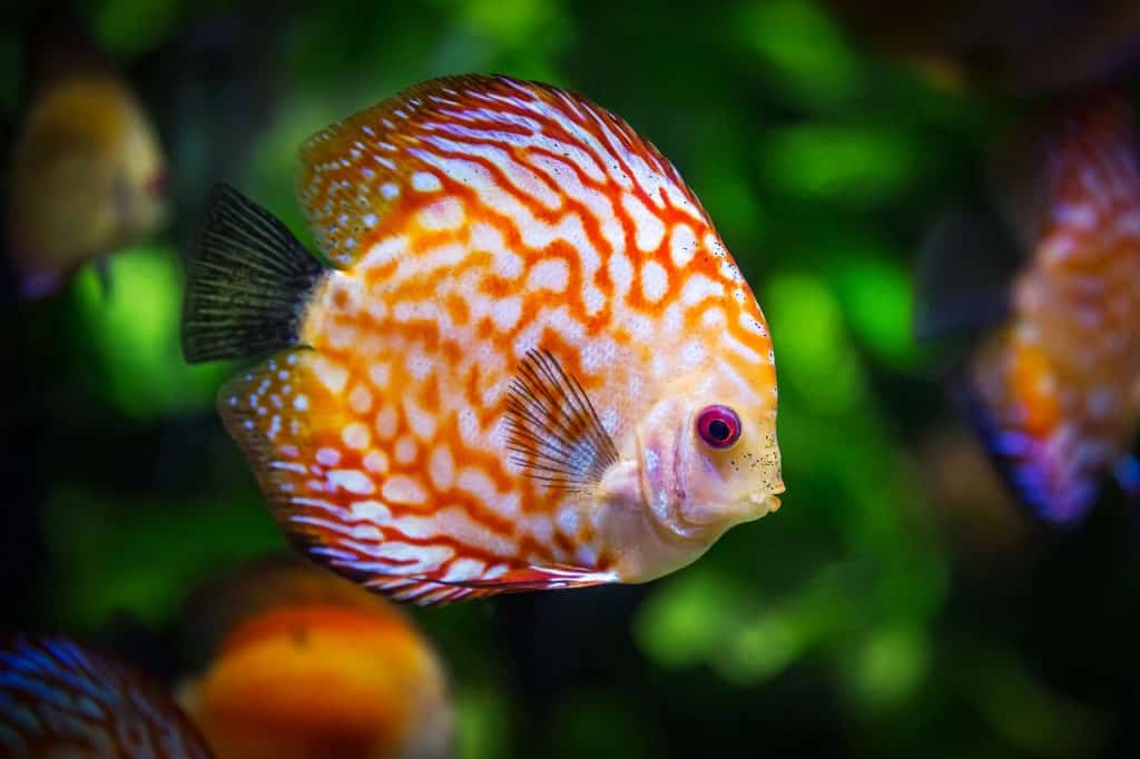 a pink fish